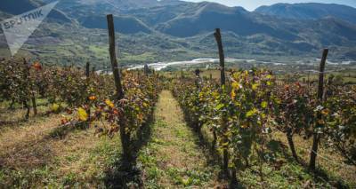 Ртвели 2020: в Рача переработали более 1,8 тысячи тонн винограда