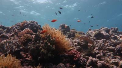 Большой Барьерный риф потерял более половины кораллов с 1995 года, – ученые