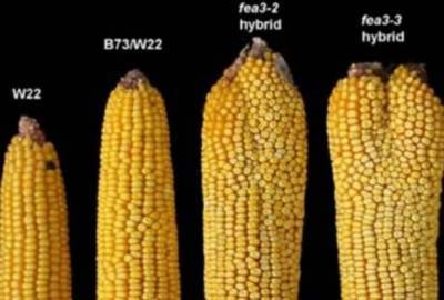 6 причин отказаться от кукурузы навсегда!