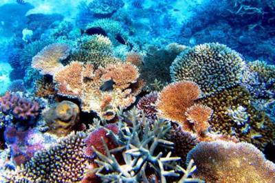 За четверть века Большой Барьерный риф потерял более половины кораллов, - исследование