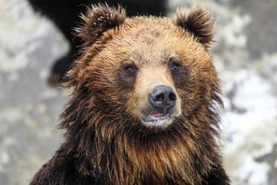 Гималайский медведь убил женщину из-за орешков