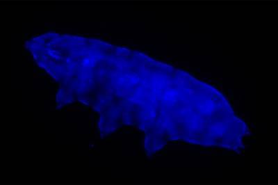 Ученые нашли животных, способных выдержать смертельные дозы ультрафиолетового облучения