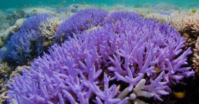 Большой Барьерный риф потерял 50% кораллов: массовая гибель