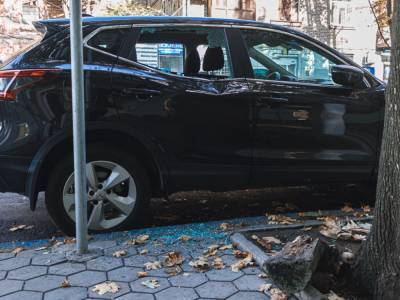 На иномарку в Днепре рухнула ветка дерева: у авто разбиты стекла и крыло