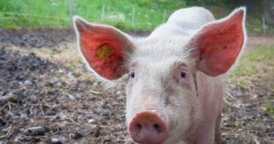 Коронавирус свиней может быть опасен и для человека