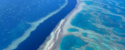 В Австралии численность кораллов Большого Барьерного рифа сократилась в два раза