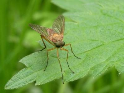 У самок комаров обнаружили уникальные детекторы вкуса крови - ecosever.ru