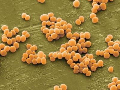 Токсичное вещество в золотистом стафилококке стимулирует регенерацию тканей – ученые