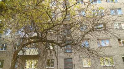 Пензенцы пожаловались на опасное дерево на улице Чкалова