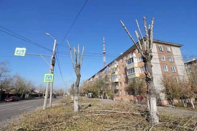 В Улан-Удэ впервые публично оценят аварийные тополя