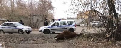 В одном из районов Иркутска на горожан нападал агрессивный бык
