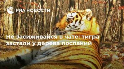 Не засиживайся в чате: тигра застали у дерева посланий