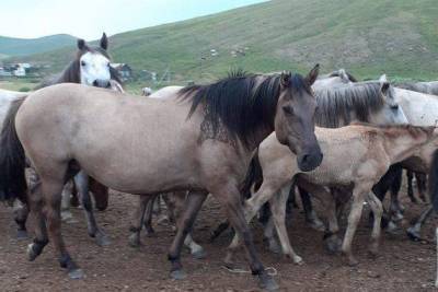Власти Забайкалья сообщили о крылатых лошадях в Каганском районе