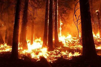 Лесные пожары полыхают в Екатериновском и Вольском районе