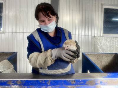 В Ульяновске при сортировке отходов нашли живого ёжика
