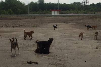 В Запорожье живодеры застрелили 15 собак и засыпали их мусором