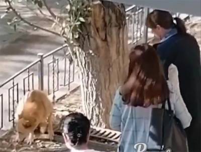 Подозрительная женщина утащила плачущую собаку в центре Ростова к себе домой
