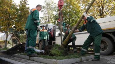 Зеленое восстановление: спустя год согласований на Петроградке посадили три клена
