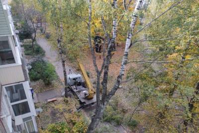 Жители Новомосковска в соцсетях обсуждают вырубку деревьев во дворах