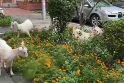 В Киеве сняли на видео, как овцы с козами опустошают клумбы