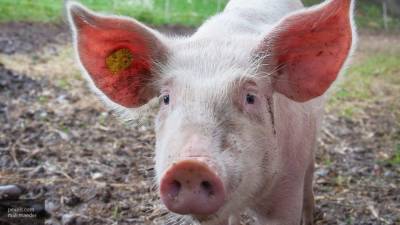 Ученые выяснили, что свиньи могут передать коронавирус человеку