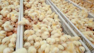 В Израиле обнаружен птичий грипп: опасно ли есть яйца и курятину