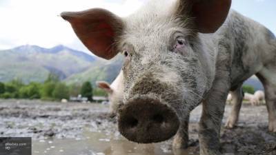 Коронавирус свиней может навредить здоровью человека