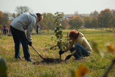 В усадьбе Толстого восстанавливают мемориальные яблоневые сады