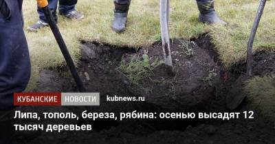 Липа, тополь, береза, рябина: осенью высадят 12 тысяч деревьев - kubnews.ru - Краснодар