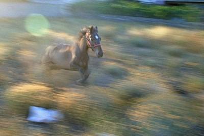 В Татарстане в ДТП легковушки с наездником погибла лошадь