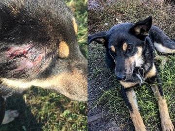 Жители Башкирии спасли раненую собаку из «плена» бомжа, живущего в поле