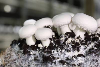 Липецкими грибами восхитились на международном уровне