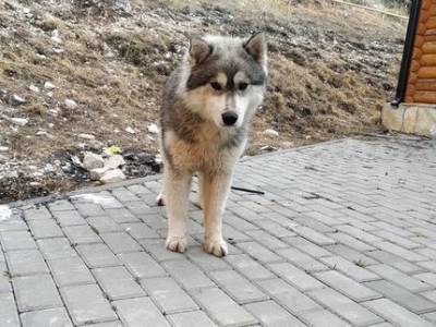 «Это гуманнее, чем просто отстреливать»: В Башкирии подсчитали траты на отлов и содержание бездомных собак в приютах