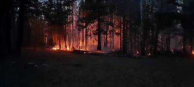 Площадь пожара в Каслинском лесничестве составила 38,4 гектара