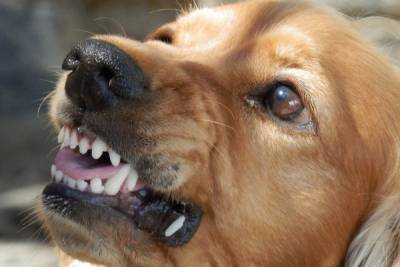 В Смоленске школьницу во время урока физкультуры укусила бродячая собака