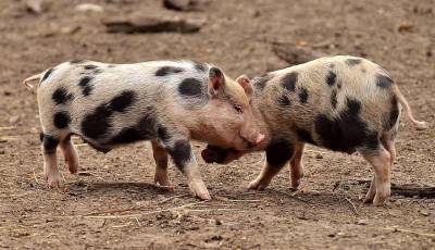 Учёные: Новый штамм SADS-CoV от свиней может заражать людей