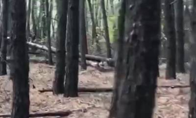 Харьковские леса массово лишаются деревьев: кадры катастрофы
