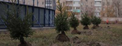 В Дзержинске высадили 200 елей в рамках проекта «Хвойный город»