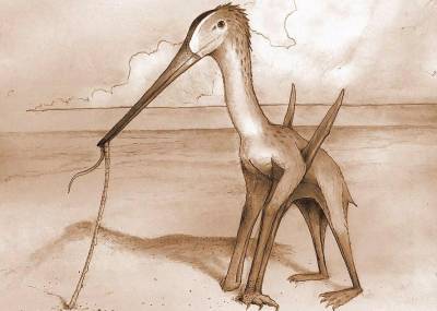 Палеонтологи обнаружили останки птерозавра-«киви» с острым клювом