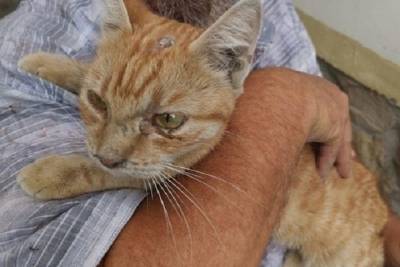 В Новороссийске спасли кота, просидевшего в вентиляции неделю