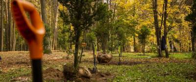 В парке имени Карбышева в Нахабино высадили 15 саженцев сосны