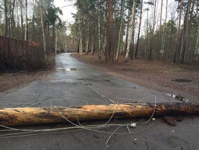 Жителей московского региона предупредили о ветре с порывами до 17 м/с