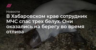 В Хабаровском крае сотрудник МЧС спас трех белух. Они оказались на берегу во время отлива