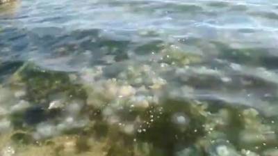 В сети появилось видео нашествия медуз в Бердянске (ВИДЕО)