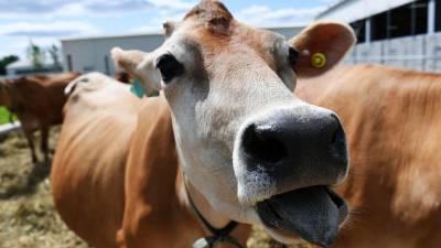 Ученые посоветовали разговаривать с коровами перед забоем