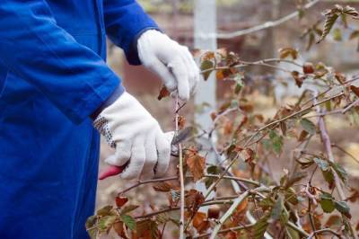 Обрезка ежевики осенью: полезные советы для начинающих садоводов