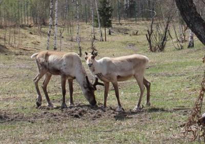 До 21 увеличилось число краснокнижных оленей в Керженском заповеднике