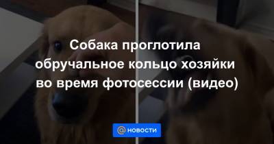 Собака проглотила обручальное кольцо хозяйки во время фотосессии (видео)