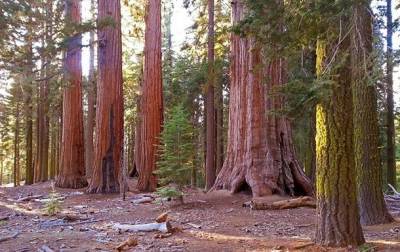 Ученые подсчитали биомассу самых больших деревьев на Земле