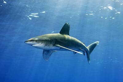 Акулы-людоеды стали убивать людей без причины — ученые